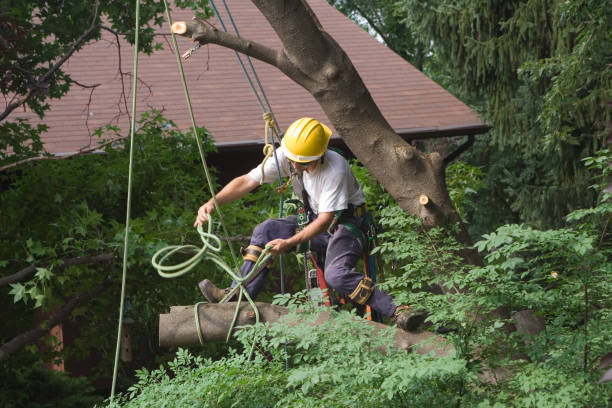 Lawn Watering Services in Elkader, IA